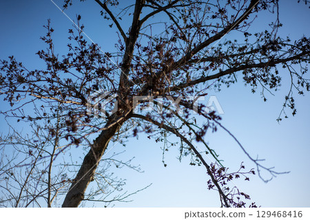 A tree of hope sprouts in the winter sky A tree of hope sprouts in the winter sky 129468416