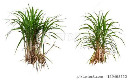 green sugar plant group collection 129468530