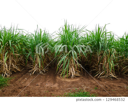 isolated sugar farm isolated sugar farm 129468532