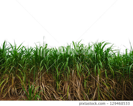 isolated sugar farm isolated sugar farm 129468533