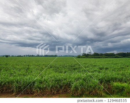 Top view of big sugar farm Top view of big sugar farm 129468535