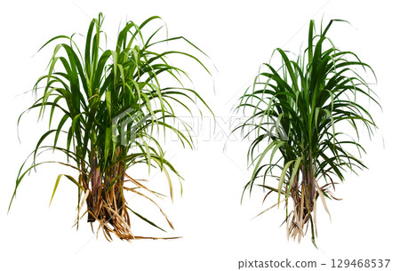 collection sugar plant isolated 129468537