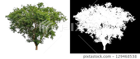 isolated tree on white background 129468538