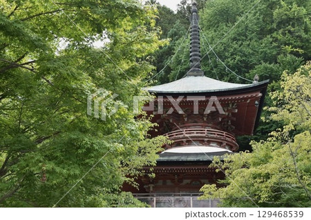 Blue maple of Horinji Temple Blue maple of Horinji Temple 129468539
