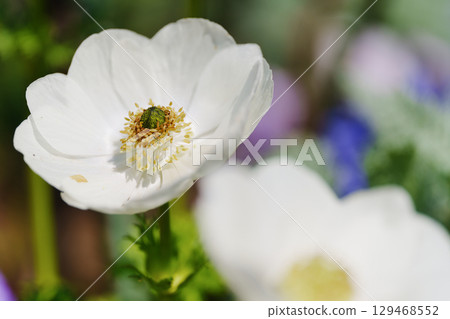 一朵美麗的白色花瓣花。花名不詳,可能是銀蓮花。 一朵美麗的白色花瓣花。花名不詳,可能是銀蓮花。 129468552