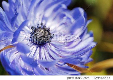 一朵美麗的紫色花瓣的花。花名不詳，可能是銀蓮花。 129468553