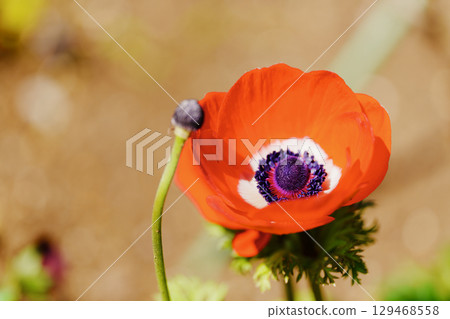 A beautiful flower with red petals. The name of the flower is unknown, but it may be an anemone. 129468558