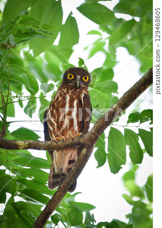The popular and cute owl, the barn owl, can be seen in the shrine forests and local parks. The popular and cute owl, the barn owl, can be seen in the shrine forests and local parks. 129468605