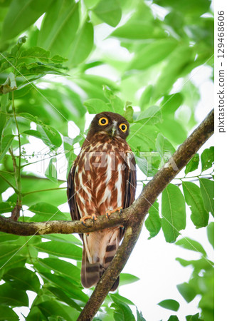 The popular and cute owl, the barn owl, can be seen in the shrine forests and local parks. 129468606