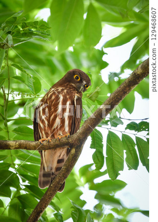 倉鴞是一種很受歡迎且可愛的貓頭鷹,可以在神社森林和當地公園看到。 倉鴞是一種很受歡迎且可愛的貓頭鷹,可以在神社森林和當地公園看到。 129468607