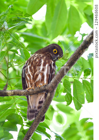 倉鴞是一種很受歡迎且可愛的貓頭鷹，可以在神社森林和當地公園看到。 129468608