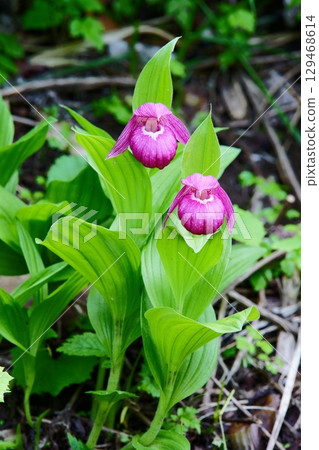 Hot beetle Hot beetle 129468614