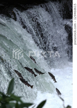 Climbing a cherry tree waterfall 129468615