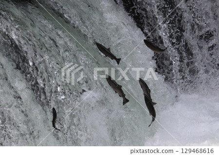 Climbing a cherry tree waterfall Climbing a cherry tree waterfall 129468616
