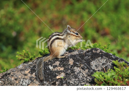 Squid on eating 129468617