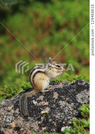 Squid on eating Squid on eating 129468618