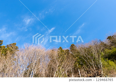 Winter scenery of trees and clear blue sky Winter scenery of trees and clear blue sky 129468765