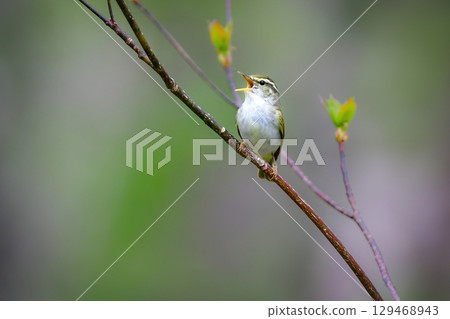 The small, cute summer bird, the Japanese bush warbler, can be found in nearby parks and on the plateaus in early summer. 129468943