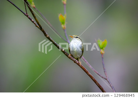 初夏時節，在附近的公園和高原上可以看到小巧可愛的夏季鳥類—日本鶯。 129468945