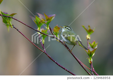 The small, cute summer bird, the Japanese bush warbler, can be found in nearby parks and on the plateaus in early summer. 129468958