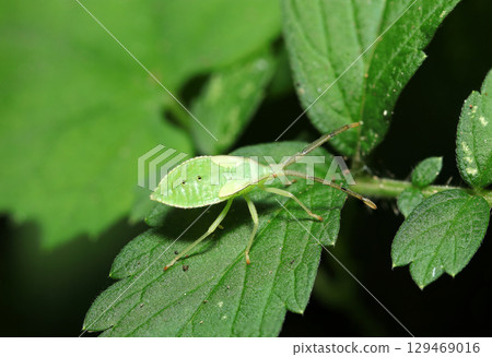 Unlike the adult insects, the bright green larvae of the genus Heteroptera (macrophotography of insects in their natural environment) 129469016
