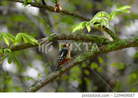 大斑啄木鳥，一種美麗的紅黑色啄木鳥，初夏時節可以在高原上看到 129469087
