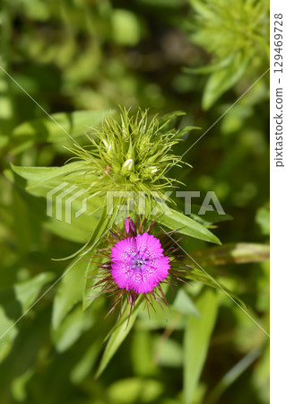 Sweet William 129469728