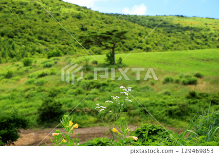 Summer landscape with grassland 129469853