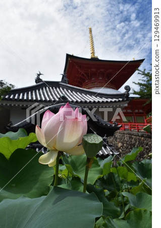 中山寺蓮花 129469913