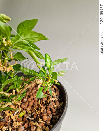 Chili Plant with Small Green Pepper on Gray Background 129469927