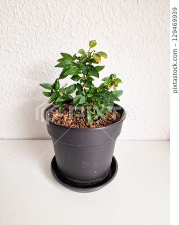 Potted Pepper Plant with Green Leaves and Dried Stems 129469939