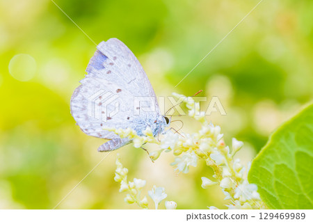 藍斑從花中吸取花蜜 藍斑從花中吸取花蜜 129469989