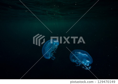 Moon jellyfish drifting in the ocean at dusk, Ogasawara 129470149