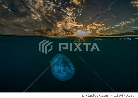 Moon jellyfish drifting in the ocean at dusk, Ogasawara 129470153