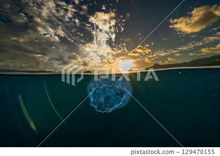 Moon jellyfish drifting in the ocean at dusk, Ogasawara 129470155