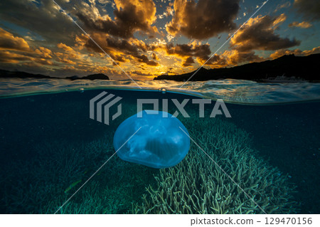 Moon jellyfish drifting in the ocean at dusk, Ogasawara 129470156