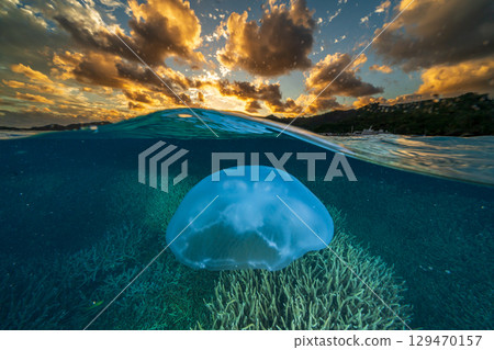 Moon jellyfish drifting in the ocean at dusk, Ogasawara 129470157
