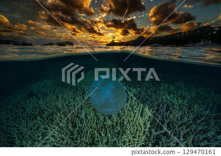 黃昏時分漂浮在海洋中的月亮水母，小笠原 129470161