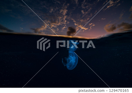 Moon jellyfish drifting in the ocean at dusk, Ogasawara 129470165