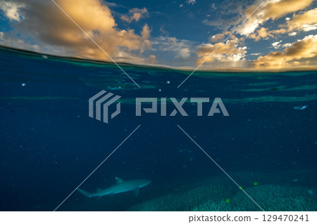Whitetip reef shark swimming in the sea at dusk, Ogasawara 129470241
