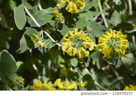 Jerusalem sage 129470257