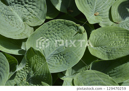 Plantain lily Elegans Plantain lily Elegans 129470259