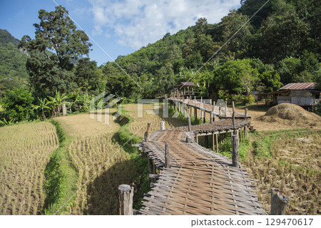 THAILAND PHRAE WAT NA KHU HA RICEFIELD 129470617