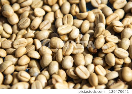 THAILAND PHRAE BAN NAKHUHA VILLAGE COFFEE 129470641