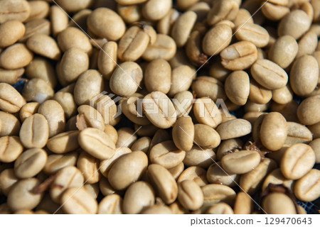 THAILAND PHRAE BAN NAKHUHA VILLAGE COFFEE 129470643