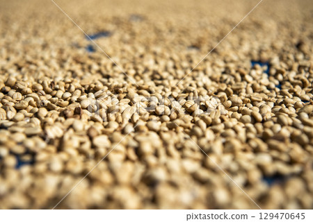 THAILAND PHRAE BAN NAKHUHA VILLAGE COFFEE 129470645
