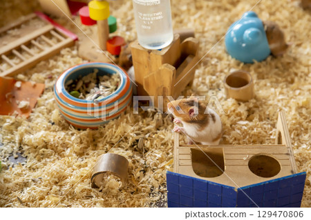 Fluffy Syrian Hamster with wooden hamster house in a cage. 129470806