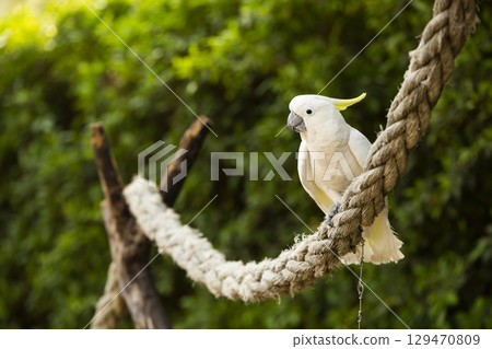 White cockatoo in the park. The white cockatoo (Cacatua alba), also known as the umbrella cockatoo, is a medium-sized all-white cockatoo endemic to tropical rainforest. 129470809