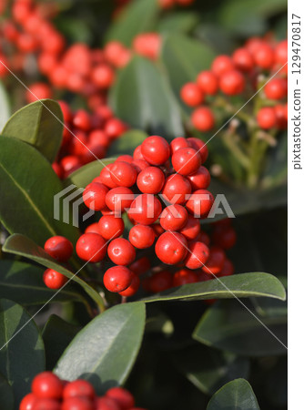 Skimmia Temptation Skimmia Temptation 129470817