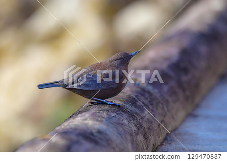 The cute dipper, a wild bird that can be seen in rivers and mountains from winter to early summer 129470887